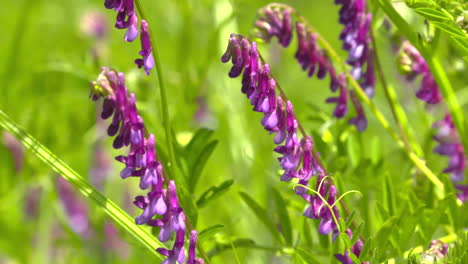 Slow-motion-footage-of-purple-cow-vetch-flowers-gently-swaying-in-the-breeze-on-a-pleasant,-sunny-day