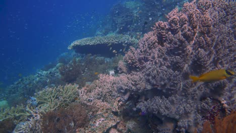 Deslizándose-Pasó-Un-Colorido-Y-Saludable-Arrecife-De-Coral-Con-Muchos-Pequeños-Peces-De-Arrecife