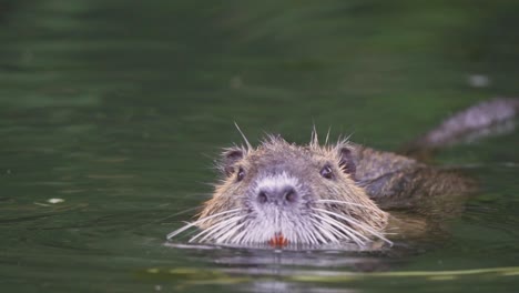 Close-up-of-a-coypu-feeding-green-leaves-with-its-big-orange-incisors-while-floating-on-a-lake