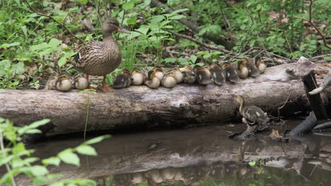 Duckling-Attempting-Jump-On-To-Log-With-Mother-Duck