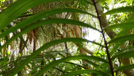 Tropische-Bäume,-Die-Im-Wind-Wehen,-Noch-Kameraaufnahme-Im-Schatten