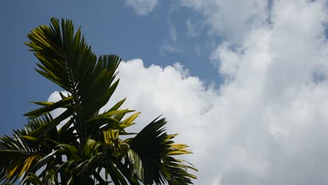 Arekanussbaum-Und-Wolken-Im-Blauen-Himmel