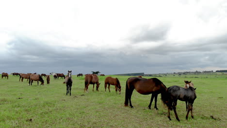 Thoroughbred-horses-grazing-at-cloudy-day-in-a-field
