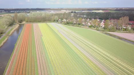 Fly-straight-over-the-the-tulip-field-in-4K