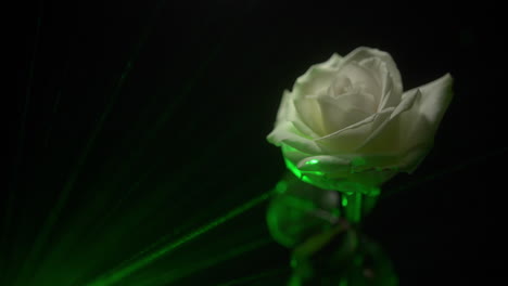 Magical-white-rose-in-dark-and-enchanted-forest-with-green-light-and-rays
