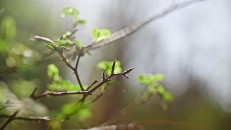 closeup-of-twigs-and-leaves-with-nice-bokeh