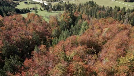 Antenne-über-Grünen-Orangefarbenen-Baumwipfeln-Kiefernwaldtal-Sonniger-Tag