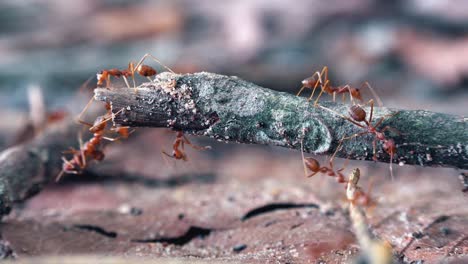 Weaver-Ant-Colony-Exploring-a-Twig