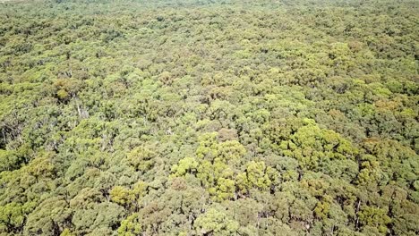 Drone-footage-over-eucalypt-forest-near-Trentham,-central-Victoria,-Australia,-January-2019