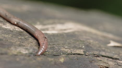 Macro-shot-of-a-worm-slithering-around-on-a-log