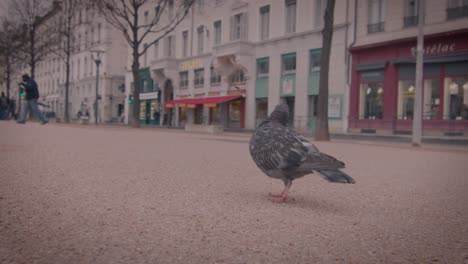 Low-angle-view-on-pigeons-looking-for-food-on-street-of-Lyon-France