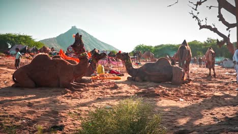 Kamelhirten-Mit-Ihren-Kamelen-In-Pushkar,-Indien