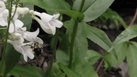 Eine-Biene-Bestäubt-An-Einem-Bewölkten-Sommertag-Weiße-Blüten