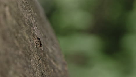A-flying-ant-hanging-out-on-a-log