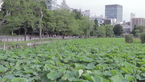 Huge-lake-at-Ueno-covered-in-large-aquatic-plants-with-the-city-skyline-peeking-above-the-horizon