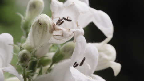 Makroaufnahme-Einer-Weißen-Blume,-Die-An-Einem-Bewölkten-Tag-Blüht