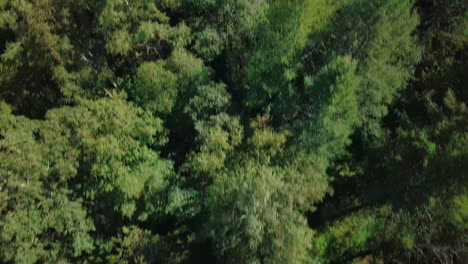 Birds-eye-view-of-the-green-forest-of-Estonia