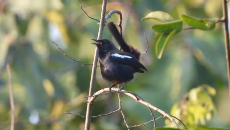 Pájaro-Petirrojo-Negro-Indio-En-El-árbol.