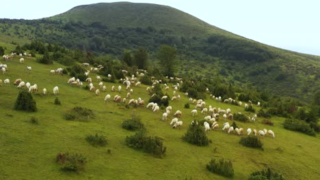 Herd-of-sheeps-grazing-on-green-pasture