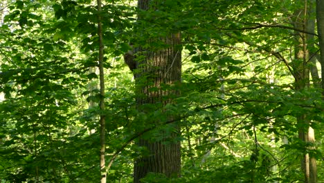 Waschbär-Krallt-Sich-Mitten-Im-Laubwald-Einen-Baum-Hoch