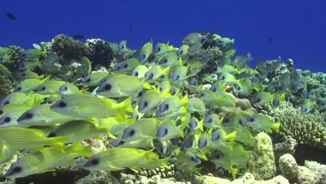 Schwarm-Blaugestreifter-Schnapper,-Der-über-Einem-Tropischen-Korallenriff-Schwimmt