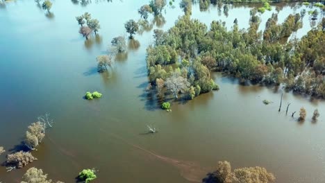 Drone-view-looking-down-on-inundated-trees-in-the-swollen-floodplains-of-the-Mitta-Mitta-River-near-where-it-enters-Lake-Hume,-in-north-east-Victoria,-Australia