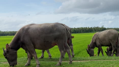 Nahaufnahme-Der-Indonesischen-Büffelherde,-Die-Gras-In-Der-Landschaft-Der-Insel-Java-Frisst