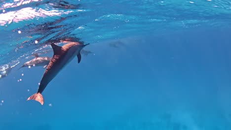 Beobachtung-Von-Delfinen-Unter-Der-Oberfläche-In-Ihrer-Natürlichen-Umgebung
