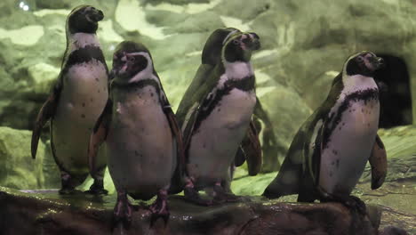 Penguins-Prepare-to-Dive-into-Water-in-Aquarium