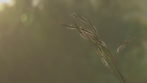 Slow-dolly-zoom-in-to-grass-stalks-on-a-golden-morning-light-with-lens-flare