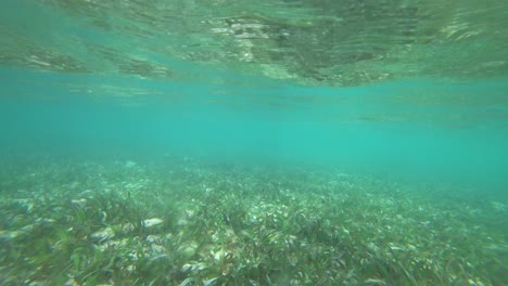 Static-view-of-the-seagrass-and-the-ocean-floor-in-the-mexican-beach-of-Tulum