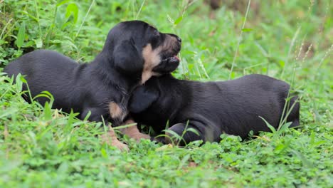 Cute-Dachshund-puppies-cuddling-in-the-grass,-newborn-pups-yet-to-discover-the-world,-barely-open-the-eyes