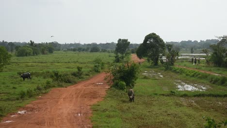 Rural-Village-Road-Surrounding-Paddy-field-with-Buffaloes