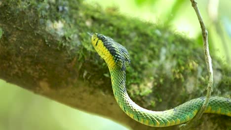 Sri-Lankan-green-pit-viper-Craspedocephalus-trigonocephalus-Ceylon-pit-viper-green-snake-endemic-pet-snake