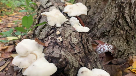 Close-Up-of-White-Fungus-on-a-Tree
