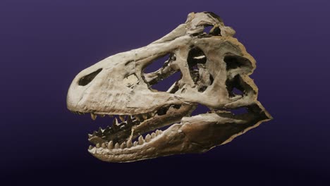 Cast-of-a-Tyrannosaurus-rex-skull-on-display-at-the-Museum-of-the-Earth,-Ithaca,-New-York,-cg,-camera-orbits