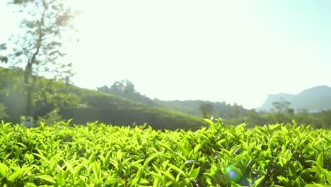 Agricultura-De-Exportación-De-La-Industria-De-Las-Plantaciones-De-Té-Sri-Lanka-Hojas-De-Té-Verde-Arbusto-De-Té-Primer-Plano-Paisaje-Recogida-Manual-Recogida-De-Té