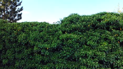 drone-flies-up-a-green-wall-of-plants-flies-over-the-wall-reveals-a-beautiful-panorama-of-the-old-town