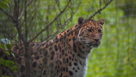 Amur-Leopard-lurking-in-rainforest-bushes,-zoo-exhibit-net-behind