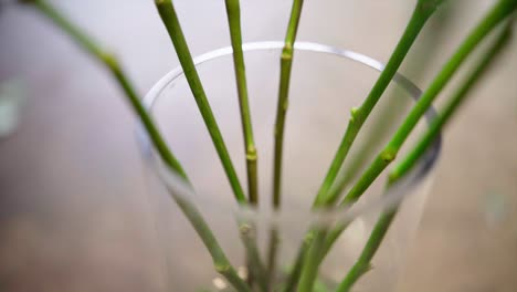 stems-closeup-in-the-bottle