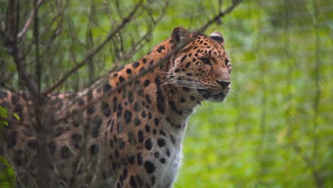 Amur-Leopard-Steht-Stolz-Im-Regenwald-Und-Schaut-Sich-Um