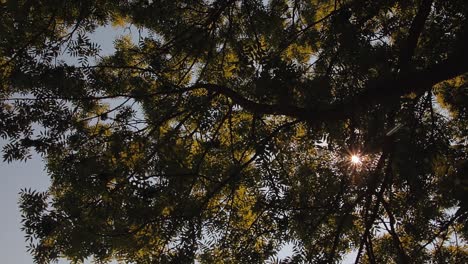 Die-Sonnenstrahlen-Kriechen-Durch-Die-Blätter-Des-Baumes-Und-Bieten-Eine-Schöne-Aussicht