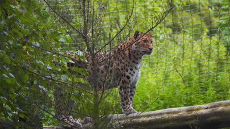 Amur-Leopard-standing-alert-on-log-in-jungle,-zoo-exhibit-net-behind