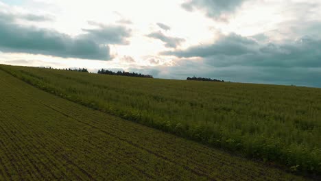 drone-rises-over-a-green-field-and-there-are-traces-of-a-tractor-and-on-the-horizon-trees-and-beautiful-cloudy-sky-at-sunset