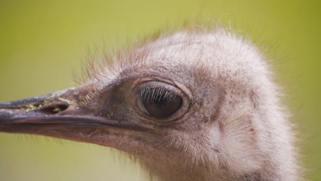 Head-of-North-African-Ostrich-turning-to-right-and-looking