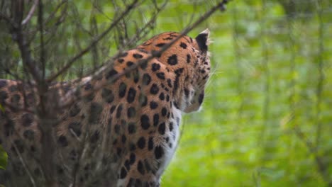 Amur-leopard-standing-still-in-jungle,-looking-over-its-shoulder