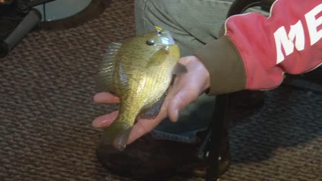 Man-Pulls-Out-The-Hook-From-The-Mouth-Of-Freshly-Caught-Bluegill-Fish-Inside-The-Ice-Fishing-House