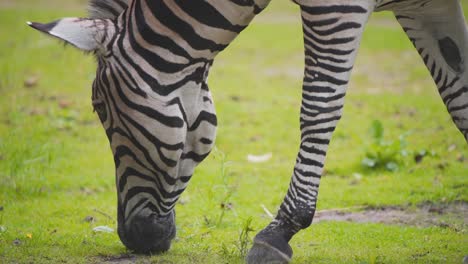 Chapmans-Zebra-grazing-on-fresh-green-grass-in-Blijdorp-zoo,-Rotterdam