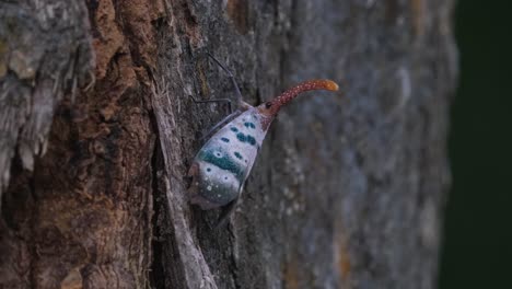 Seen-moving-sideways-to-the-right-on-the-bark-of-the-tree-as-seen-in-the-forest,-Lantern-Bug-Pyrops-ducalis,-Khao-Yai-National-Park,-Thailand