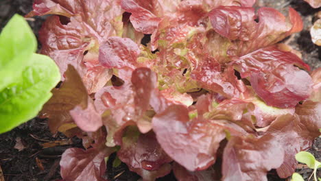 leaves-of-fresh-juicy-Red-lettuce-in-a-garden-organic-healthy-close-up-zoom-in